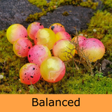 Mercurial Bead - Balanced Buoyancy - Water Malone