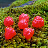 Okie Drifter - Liquid Fire