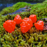 Okie Drifter - Poppin' Peach