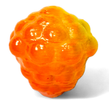 Okie Drifter - The Fish Rizzler